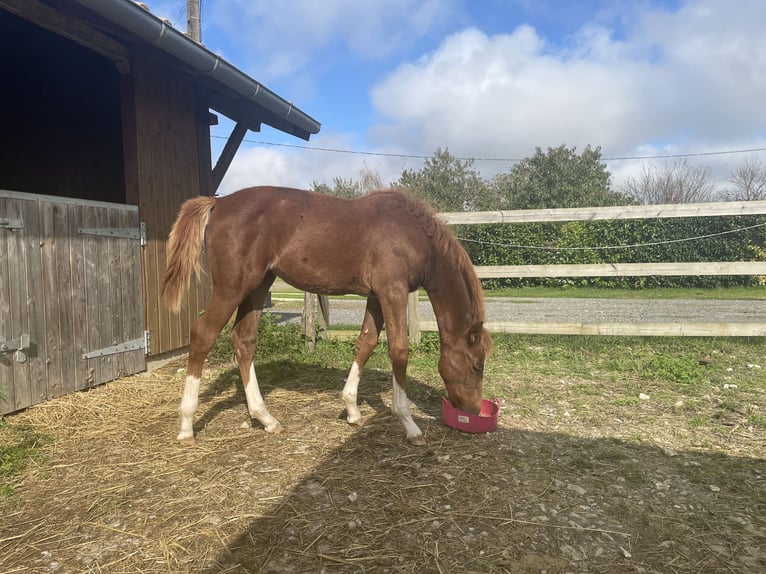 Selle Français Mare Foal (05/2024) Chestnut-Red in GROTE-BROGEL