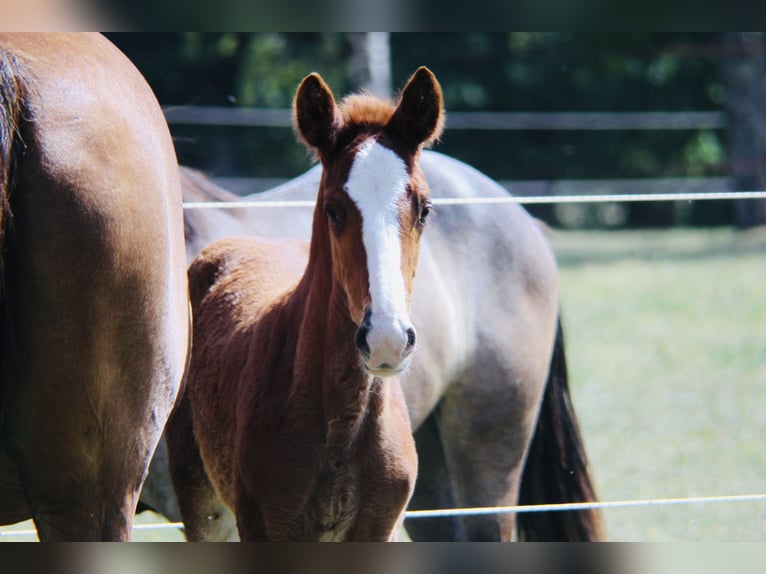Selle Français Mare Foal (04/2026) Chestnut-Red in Azat Le Ris