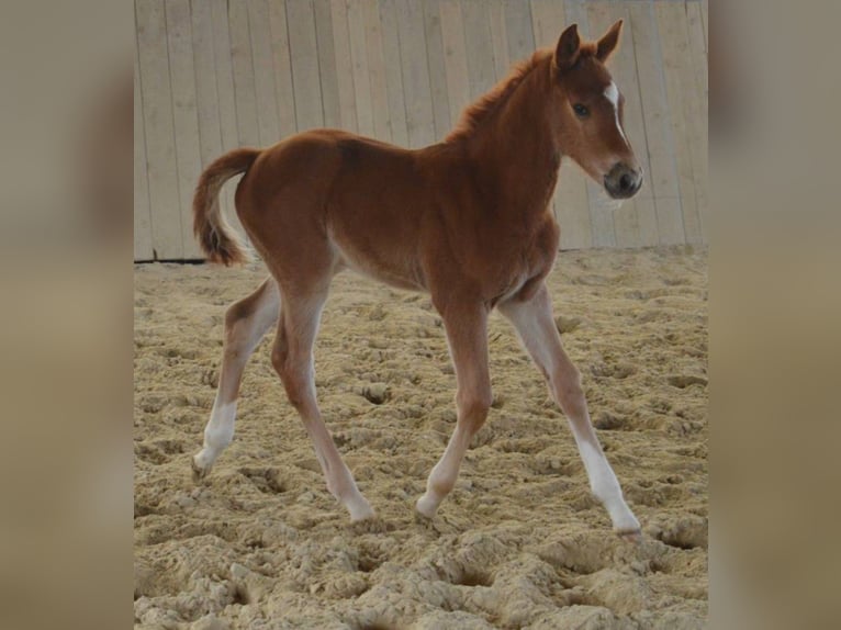 Selle Français Mare Foal (03/2026) Chestnut-Red in Sornay