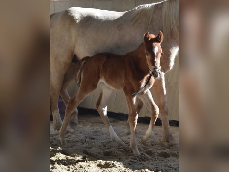 Selle Français Mare Foal (03/2026) Chestnut-Red in Sornay