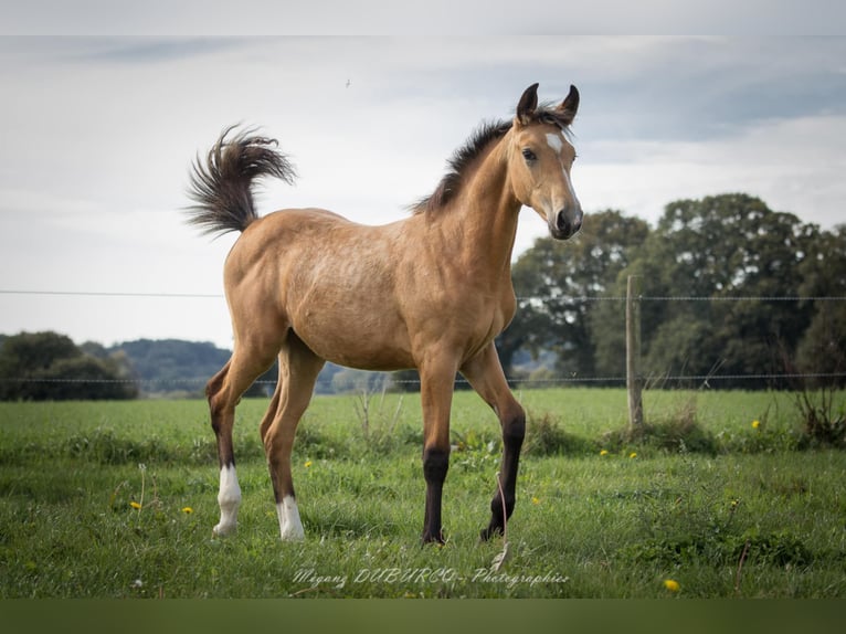 Selle Français Mare Foal (06/2025) Dun in Merdrignac