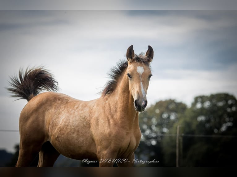 Selle Français Mare Foal (06/2025) Dun in Merdrignac