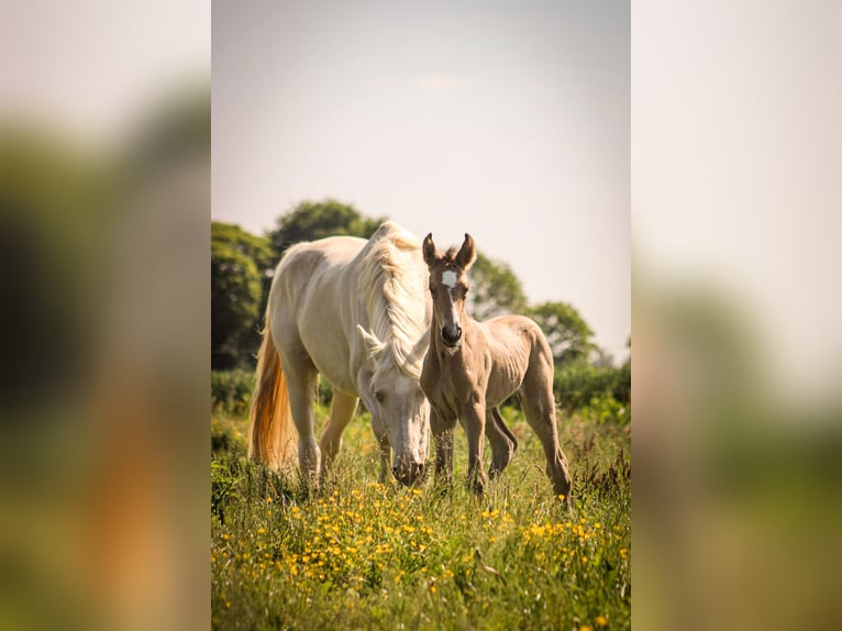 Selle Français Mare  Dun in Merdrignac