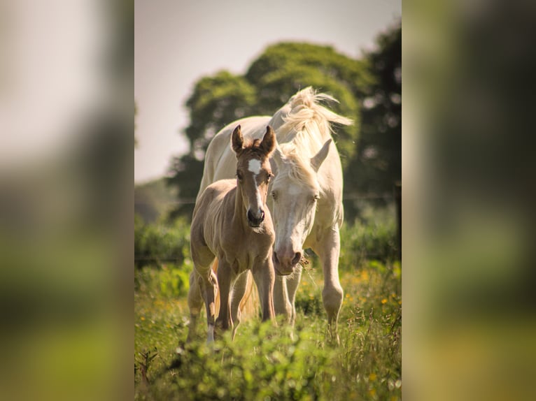 Selle Français Mare  Dun in Merdrignac