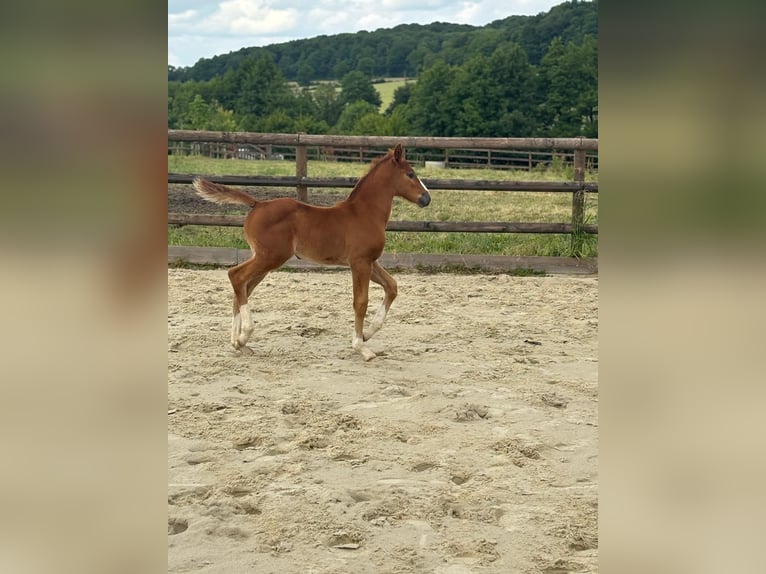 Selle Français Mare Foal (05/2025) Grey in dame marie