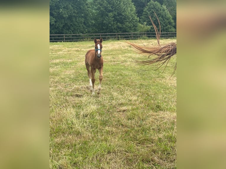 Selle Français Mare Foal (05/2025) Grey in dame marie