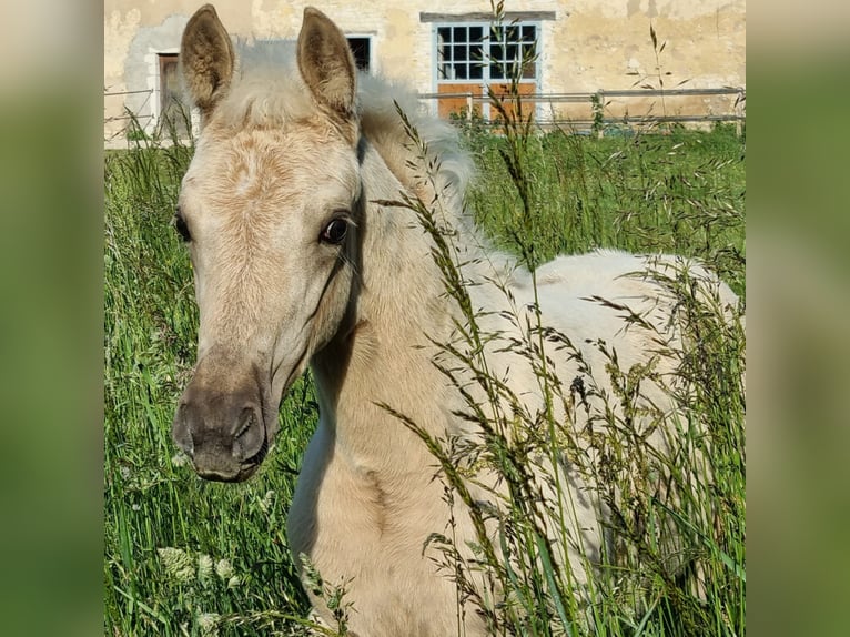 Selle Français Mare  Palomino in Velars-sur-Ouche