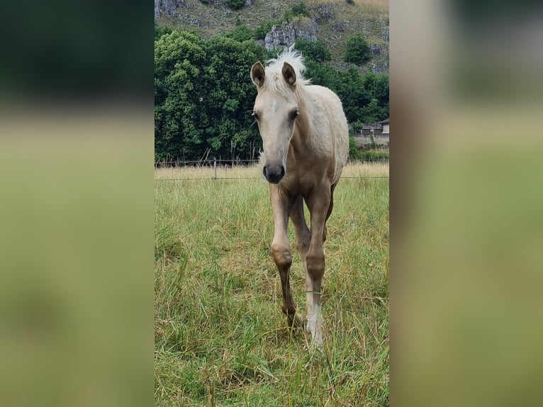 Selle Français Mare  Palomino in Velars-sur-Ouche