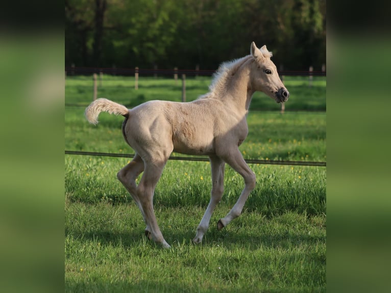 Selle Français Mare  Palomino in Velars-sur-Ouche