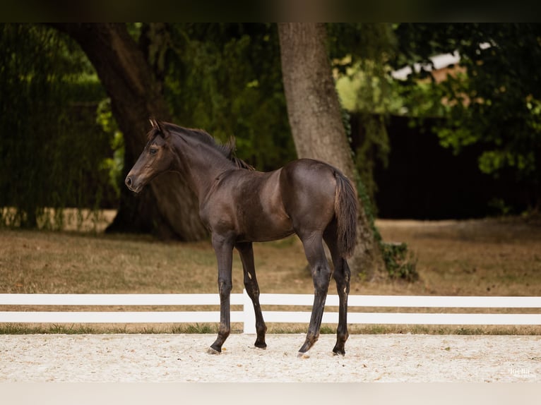 Selle Français Mare Foal (05/2026) Smoky-Black in Grandchamp