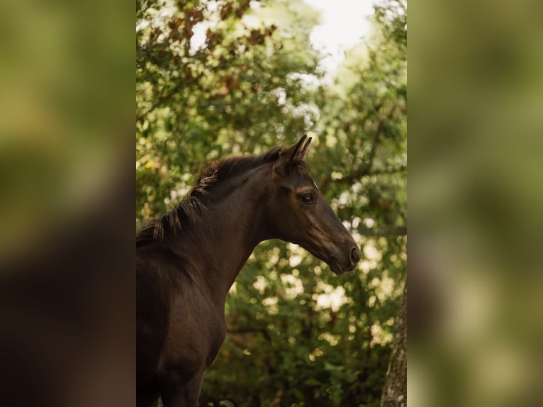 Selle Français Mare Foal (05/2026) Smoky-Black in Grandchamp