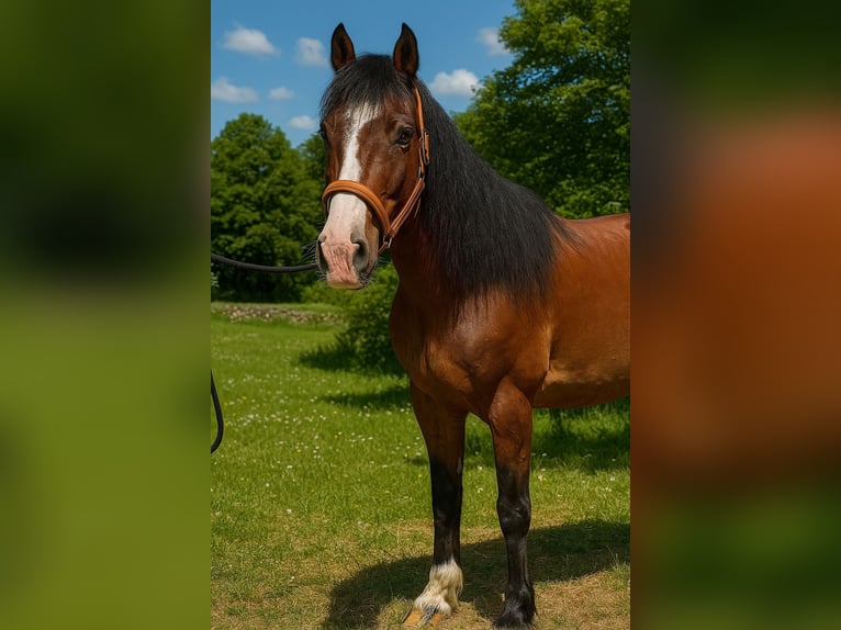 Selle Français Merrie 10 Jaar 152 cm Bruin in Windhagen