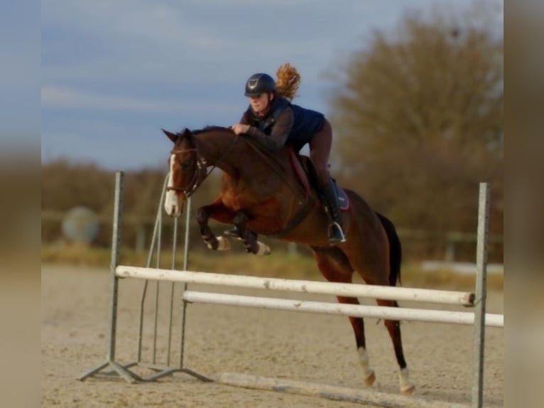 Selle Français Mix Merrie 10 Jaar 158 cm Bruin in Épineuil-le-Fleuriel