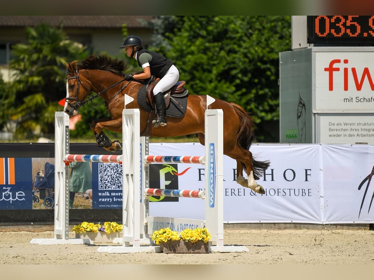 Selle Français Merrie 10 Jaar 158 cm Vos in Wermatswil