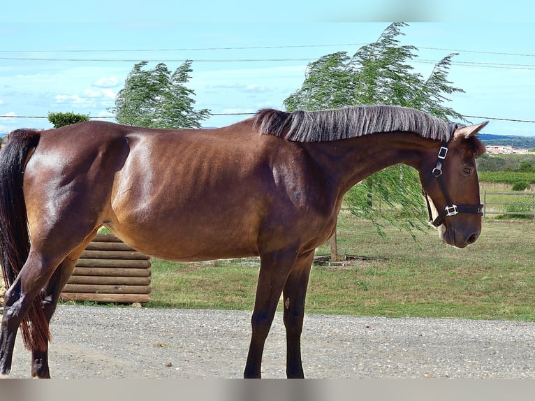 Selle Français Merrie 10 Jaar 163 cm Bruin in GROTE-BROGEL
