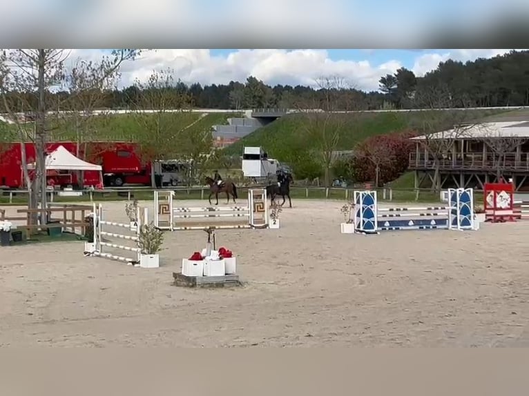 Selle Français Merrie 10 Jaar 163 cm Bruin in GROTE-BROGEL