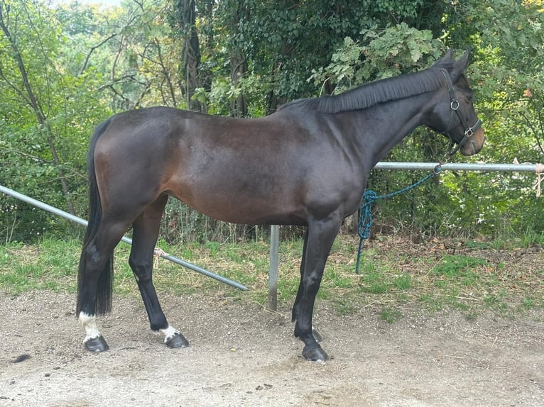 Selle Français Merrie 10 Jaar 163 cm Zwartbruin in Vich