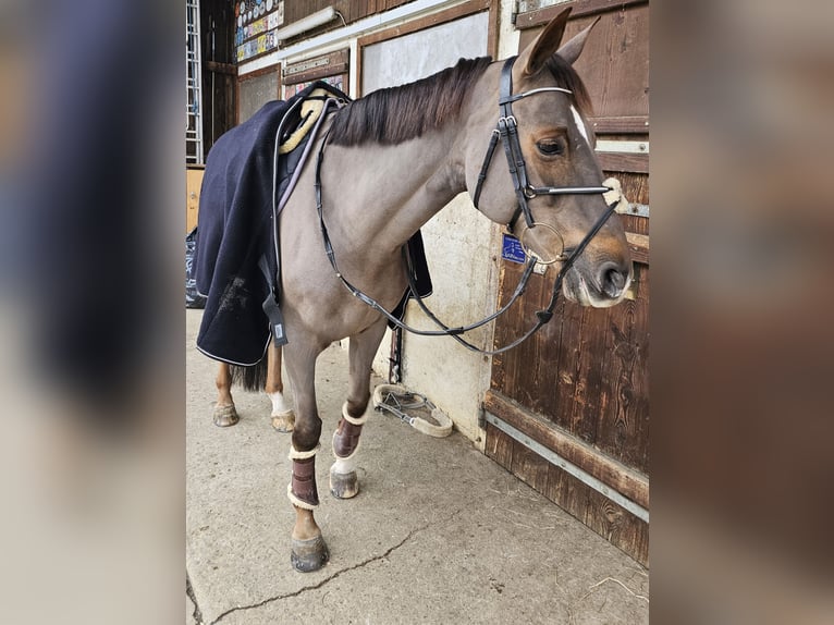 Selle Français Merrie 10 Jaar 164 cm Donkere-vos in Riggisberg