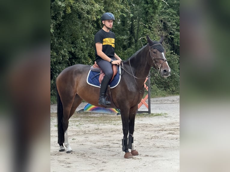 Selle Français Merrie 10 Jaar 165 cm Bruin in La Selle-sur-le-Bied