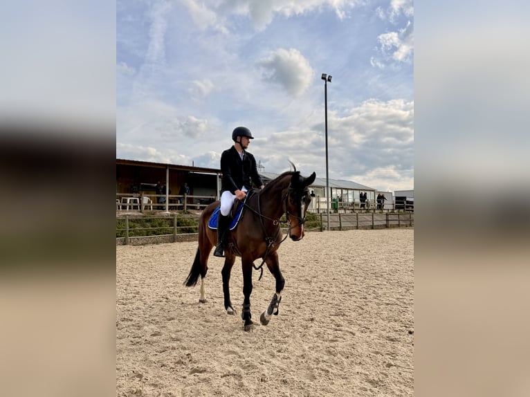 Selle Français Merrie 10 Jaar 165 cm Bruin in La Selle-sur-le-Bied