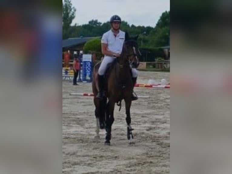 Selle Français Merrie 10 Jaar 165 cm Bruin in La Selle-sur-le-Bied