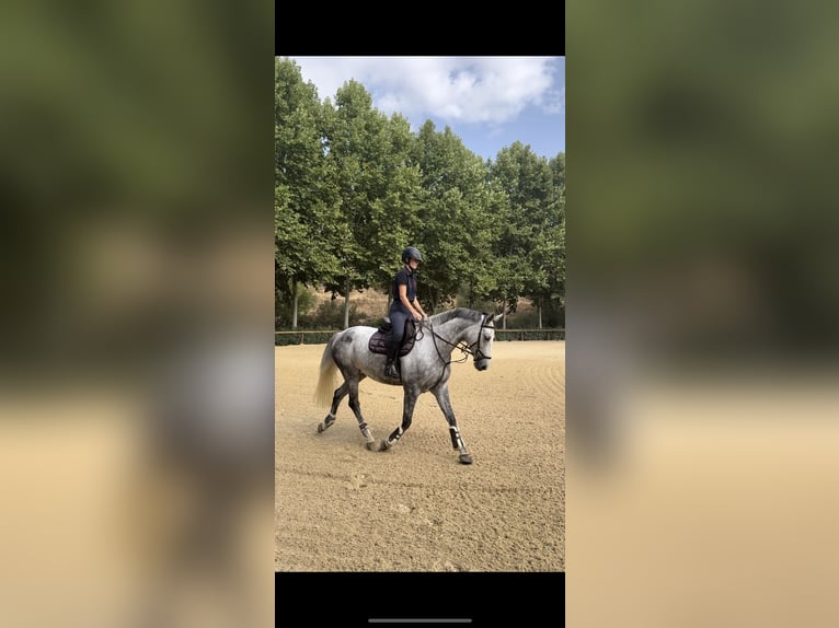 Selle Français Merrie 10 Jaar 165 cm Schimmel in St Sauveur d&#x27;Aunis