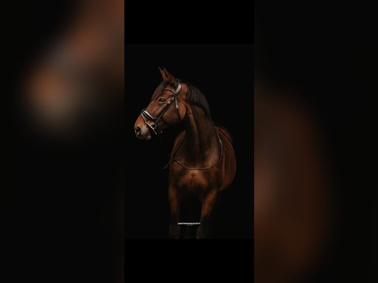 Selle Français Merrie 10 Jaar 172 cm Bruin in Tirschenreuth