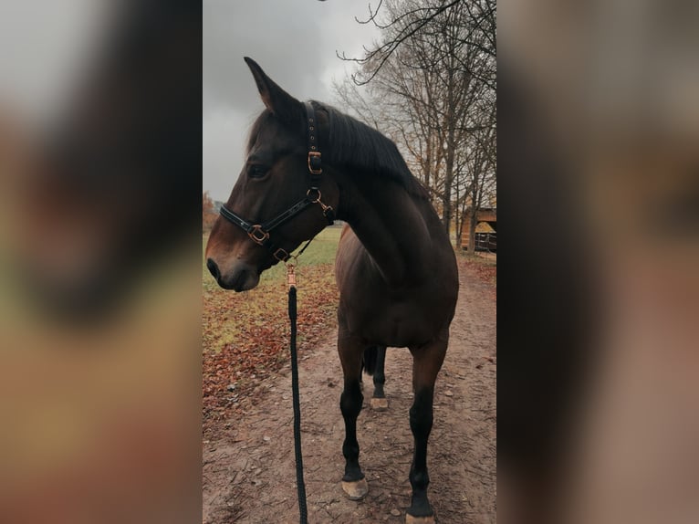 Selle Français Merrie 10 Jaar 172 cm Bruin in Tirschenreuth