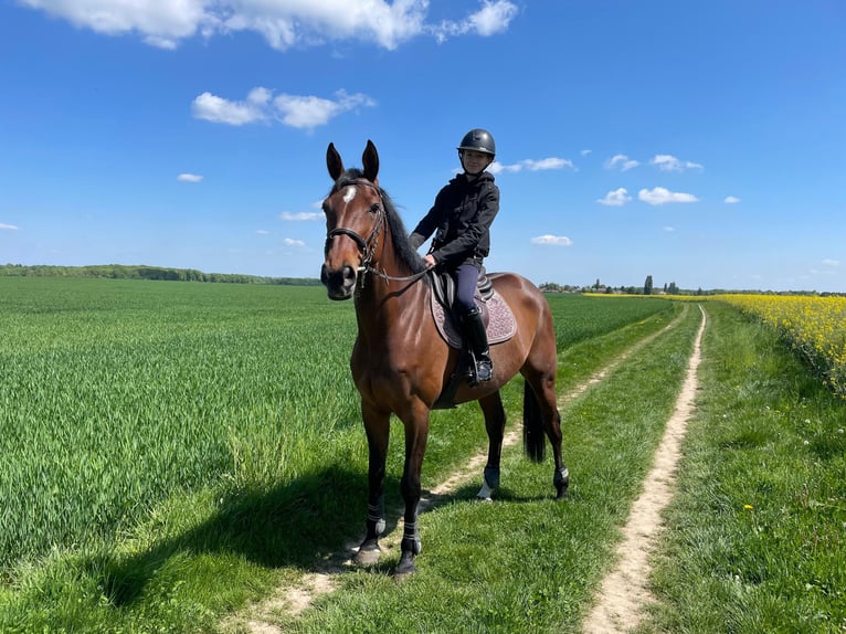 Selle Français Merrie 10 Jaar 172 cm Bruin in Magny-les-Hameaux