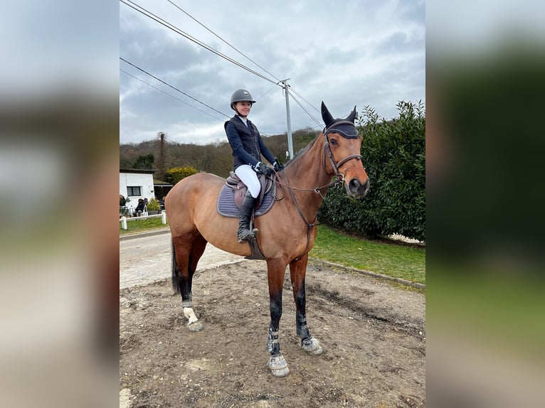 Selle Français Merrie 10 Jaar 172 cm Bruin in Magny-les-Hameaux