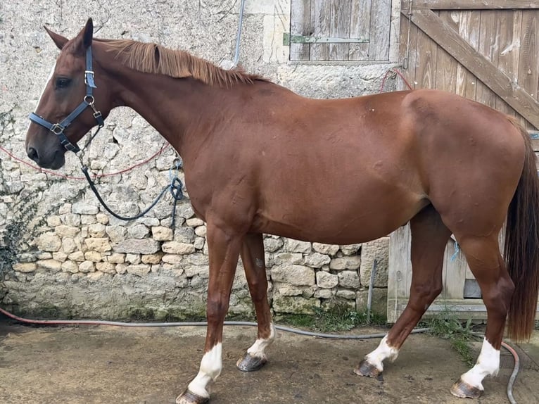 Selle Français Merrie 10 Jaar 174 cm Vos in Chauvigny