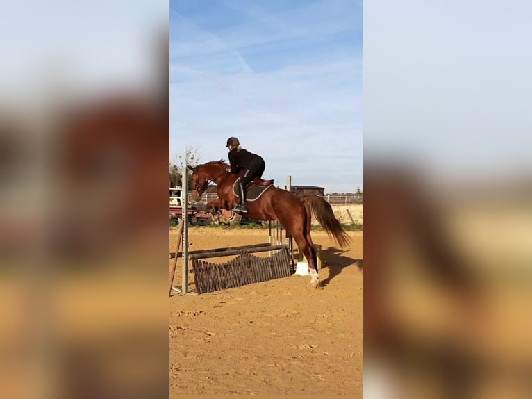 Selle Français Merrie 10 Jaar 174 cm Vos in Chauvigny
