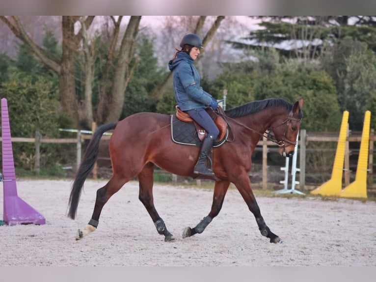 Selle Français Merrie 11 Jaar 164 cm Bruin in coinsins
