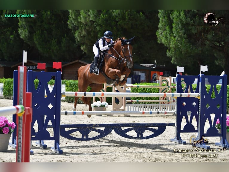 Selle Français Merrie 11 Jaar 164 cm Vos in Treviglio