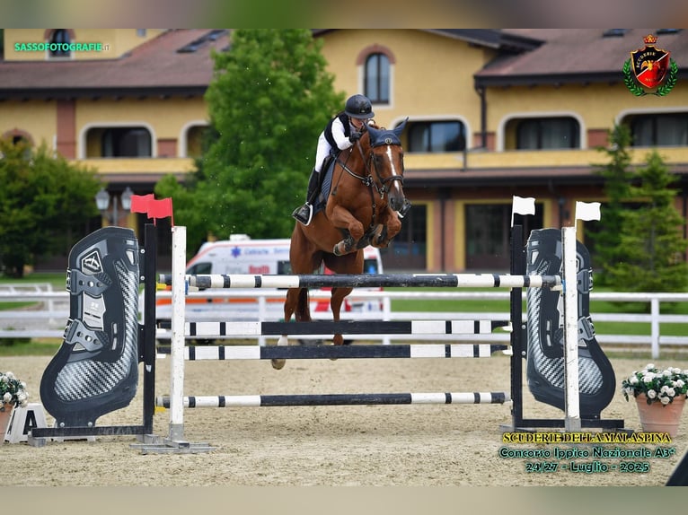 Selle Français Merrie 11 Jaar 164 cm Vos in Treviglio