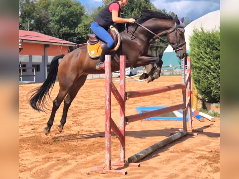 Selle Français Merrie 11 Jaar 165 cm Bruin in Baraggia