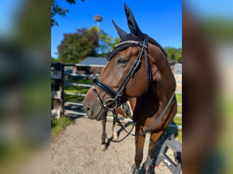 Selle Français Merrie 11 Jaar 167 cm Bruin in Offenburg