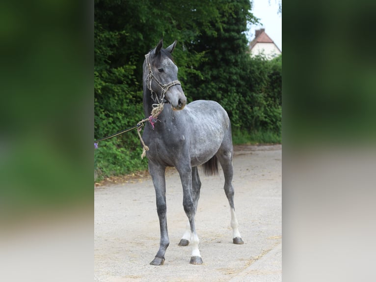 Selle Français Merrie 11 Jaar 167 cm Bruin in Rittershoffen