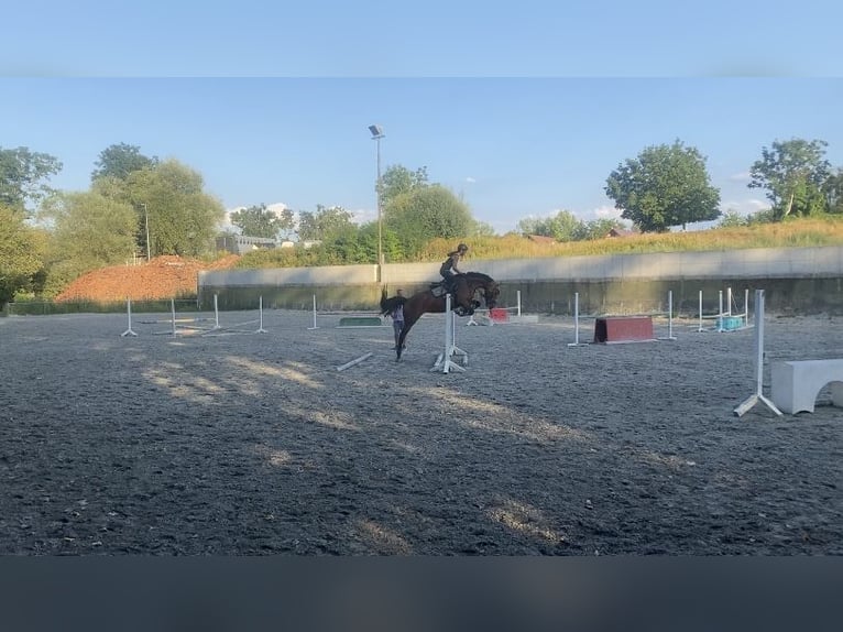 Selle Français Merrie 11 Jaar 167 cm Bruin in Rittershoffen