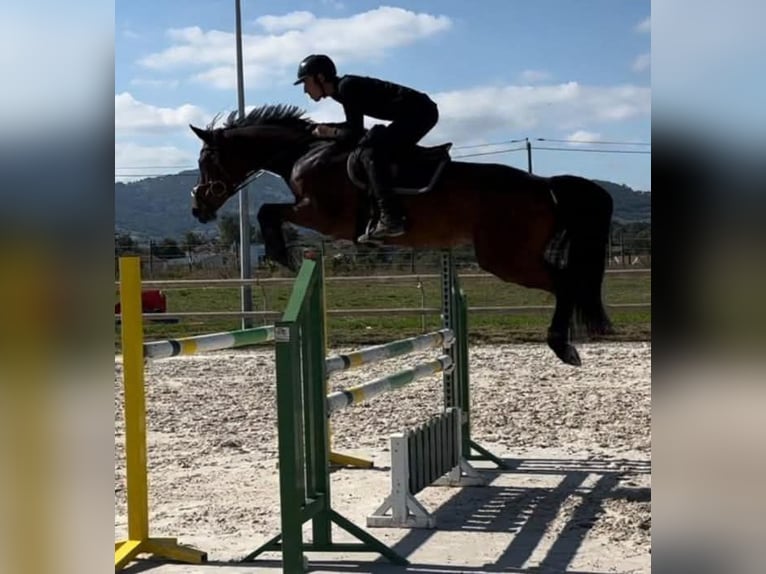 Selle Français Merrie 11 Jaar 168 cm Roodbruin in Montagny