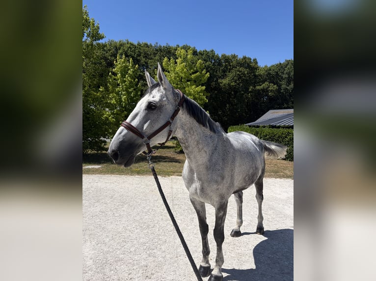 Selle Français Merrie 11 Jaar 169 cm Schimmel in La Membrolle sur Choisille