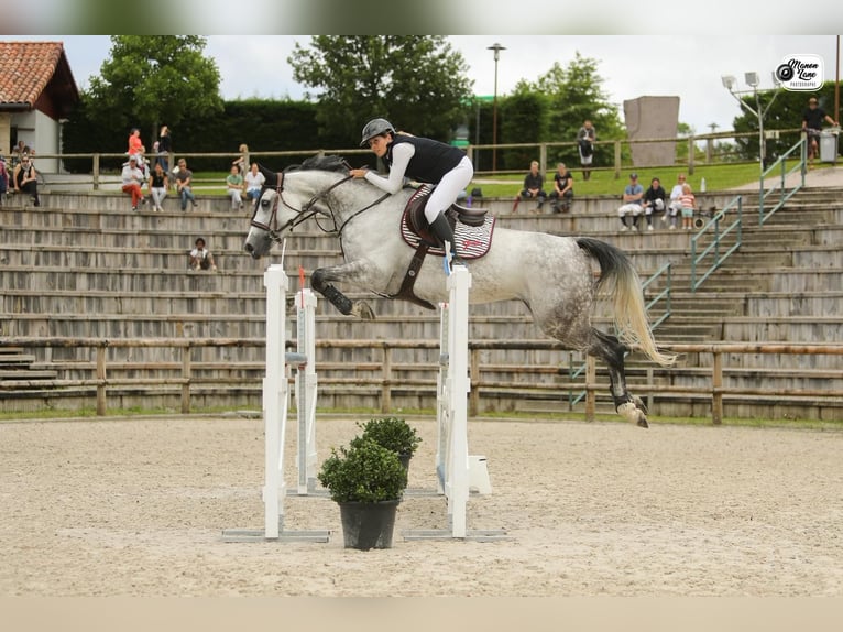 Selle Français Merrie 11 Jaar 170 cm Schimmel in Neuville-sur-Oise