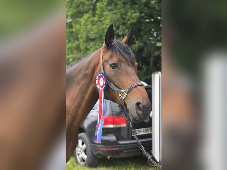 Selle Français Merrie 11 Jaar 172 cm Donkerbruin in Saint martin d'abbat