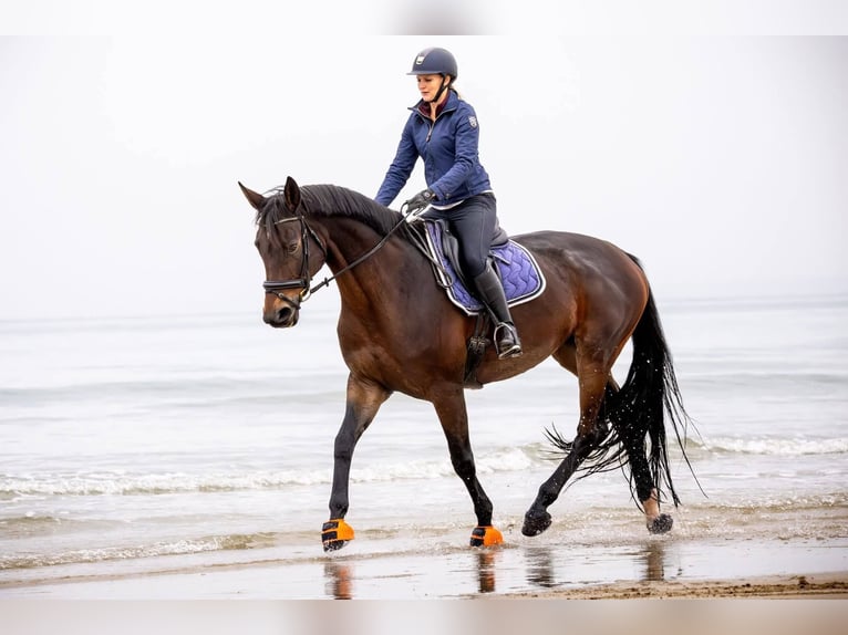 Selle Français Merrie 11 Jaar 172 cm Donkerbruin in Saint martin d'abbat