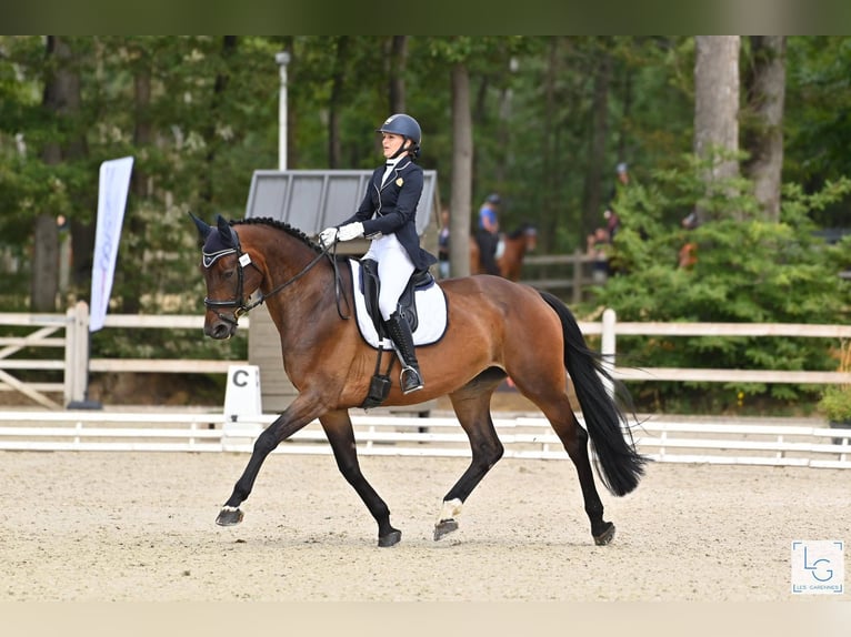 Selle Français Merrie 11 Jaar 172 cm Donkerbruin in Saint martin d'abbat