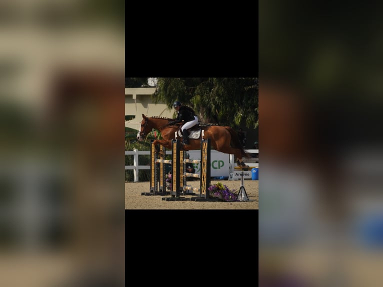 Selle Français Merrie 11 Jaar 182 cm Donkere-vos in Tanger,Africa