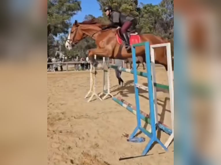 Selle Français Merrie 11 Jaar 182 cm Donkere-vos in Tanger,Africa