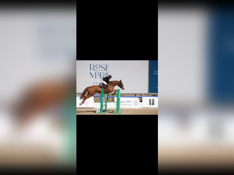 Selle Français Merrie 11 Jaar 182 cm Donkere-vos in Tanger,Africa