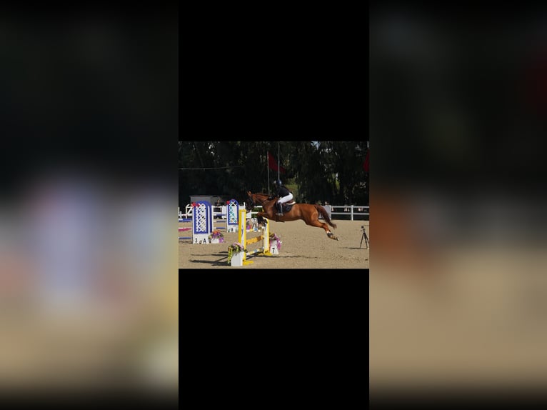 Selle Français Merrie 11 Jaar 182 cm Donkere-vos in Tanger,Africa