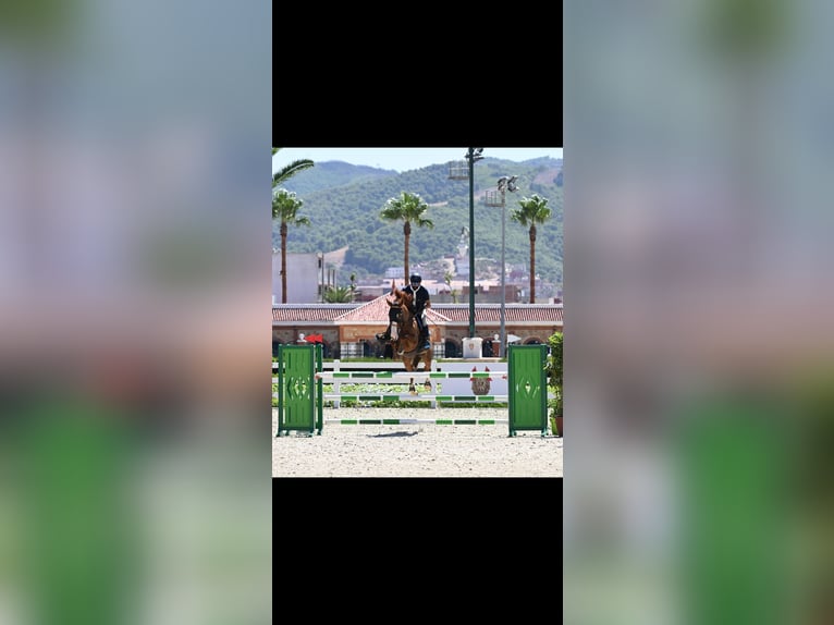 Selle Français Merrie 11 Jaar 182 cm Donkere-vos in Tanger,Africa